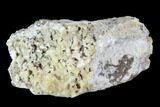 Agatized Fossil Coral Geode - Florida #90221-2